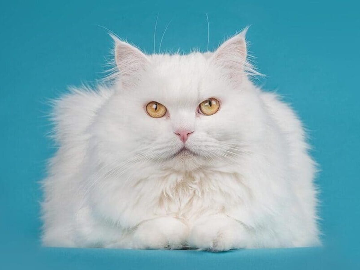 gato-angora-1 gato-angora-1