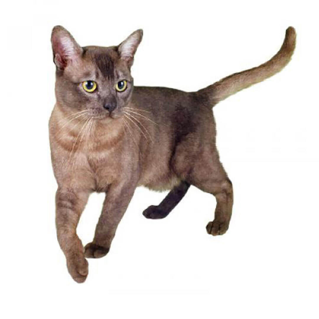 asiatico